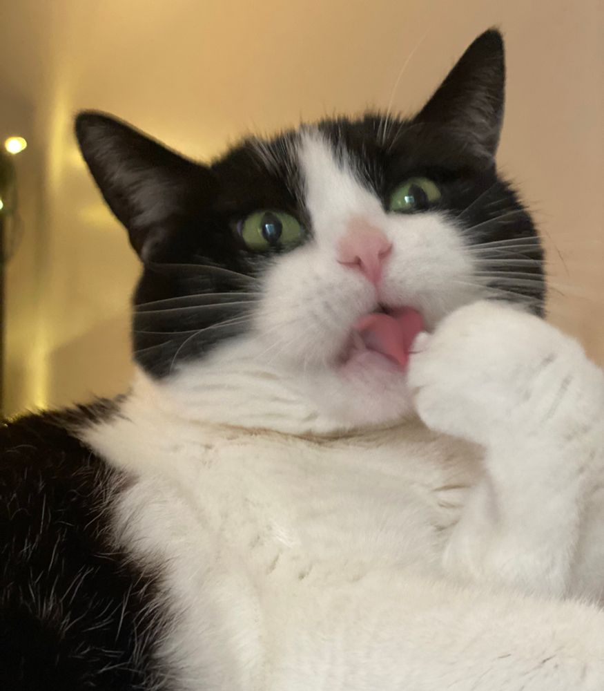 a satisfied tux cat living her paw leisurely 