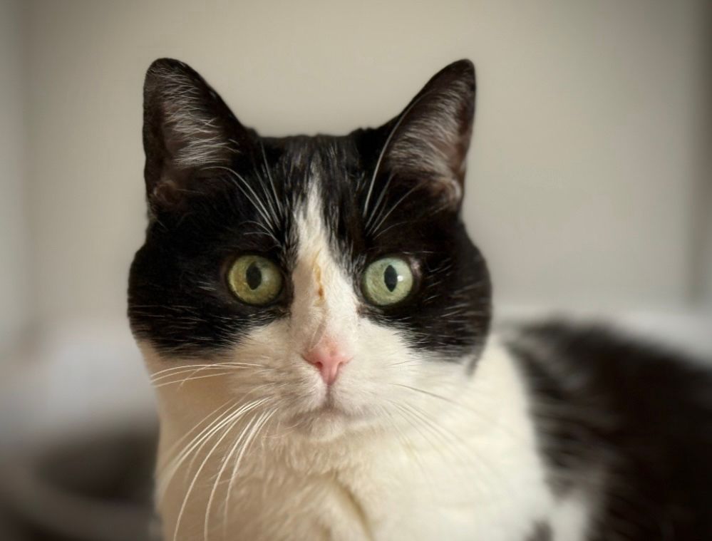 a tux cat looking at the camera cluelessly with a streak of bbq sauce running down her nose