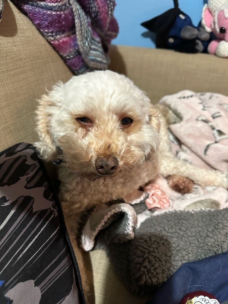 A small white dog looks sleepily up from the pink blanket he’s lying on. 