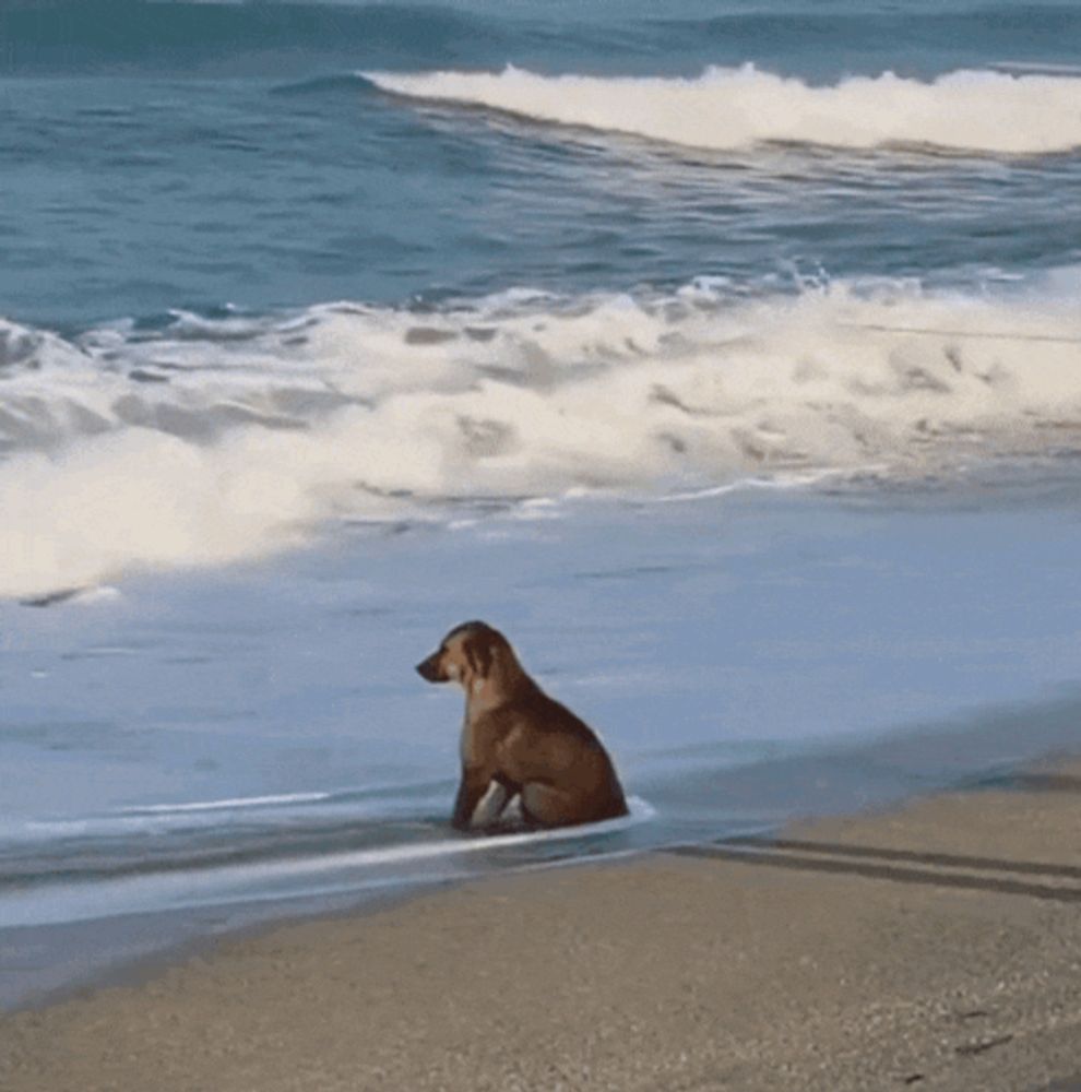 a dog sitting on a beach looking out over the ocean