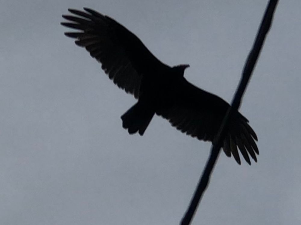 A turkey vulture flying high
