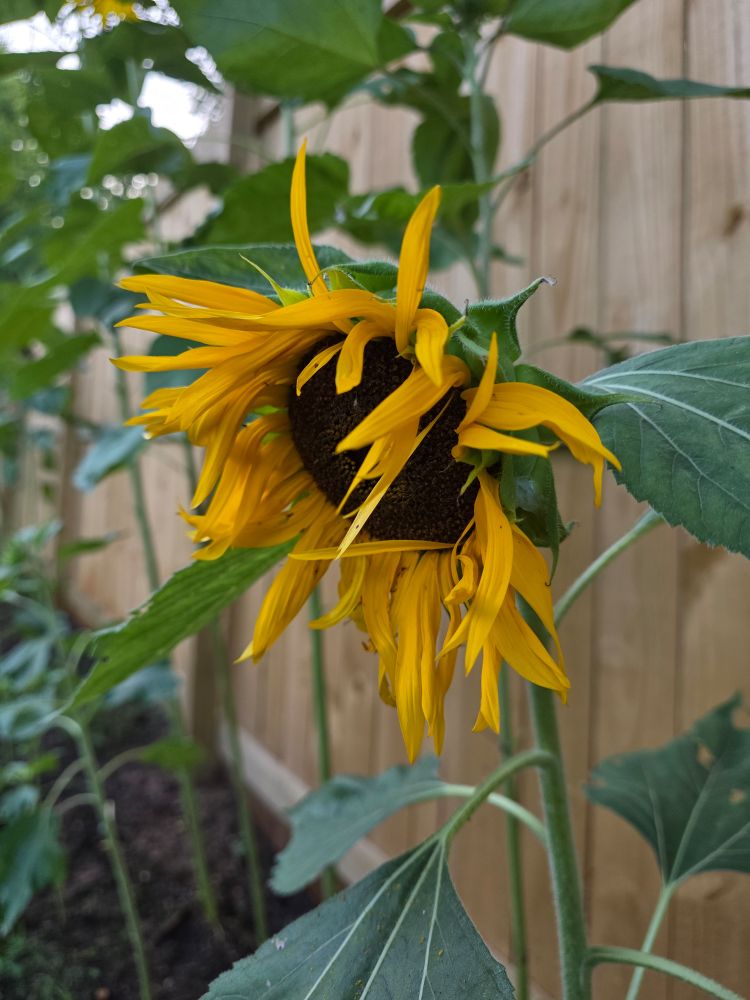 Sunflower grown in my garden