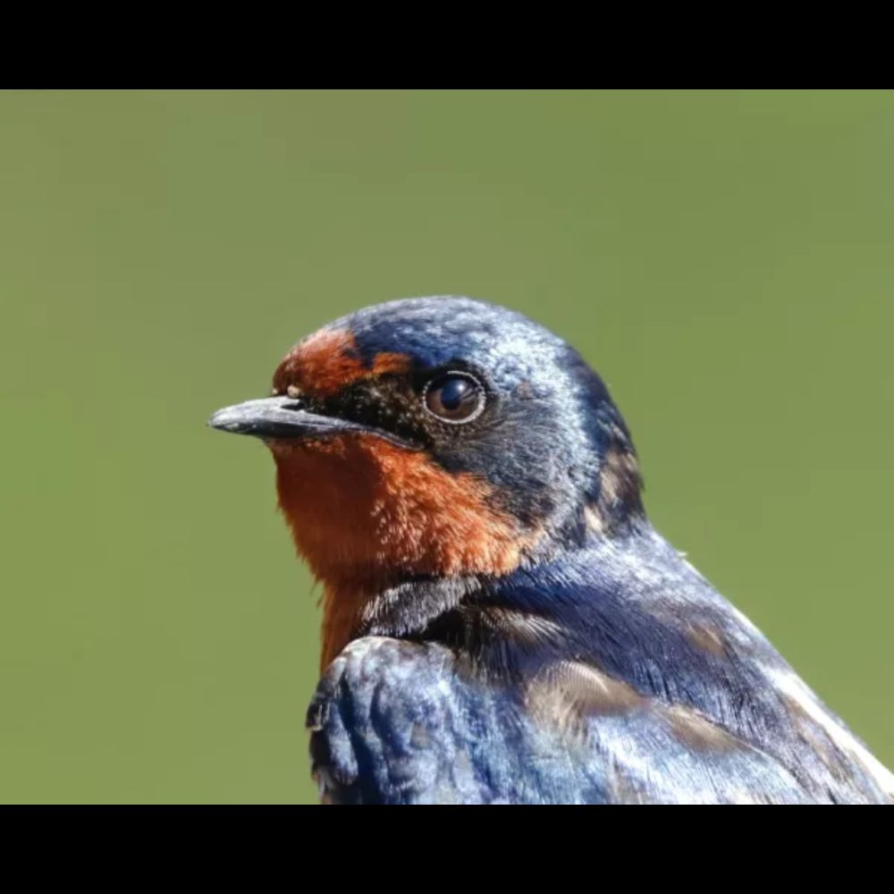 Prison Can Be A Hostile Place. Then the Birds Came.