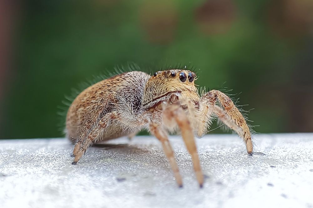 A yellowish jumping spider