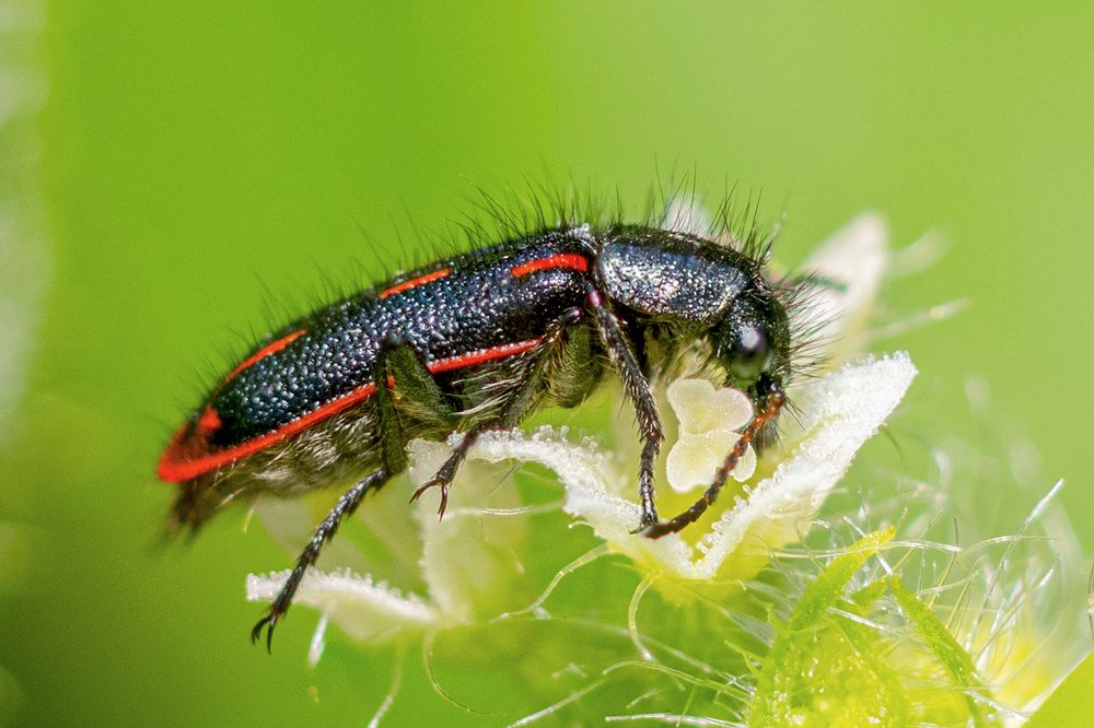 A soft beetle over a small white flower