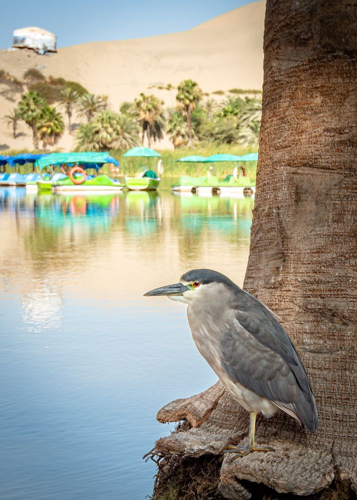 A black-crowned night heron (Nycticorax nycticorax) at Huacachina, Ica, Perú.