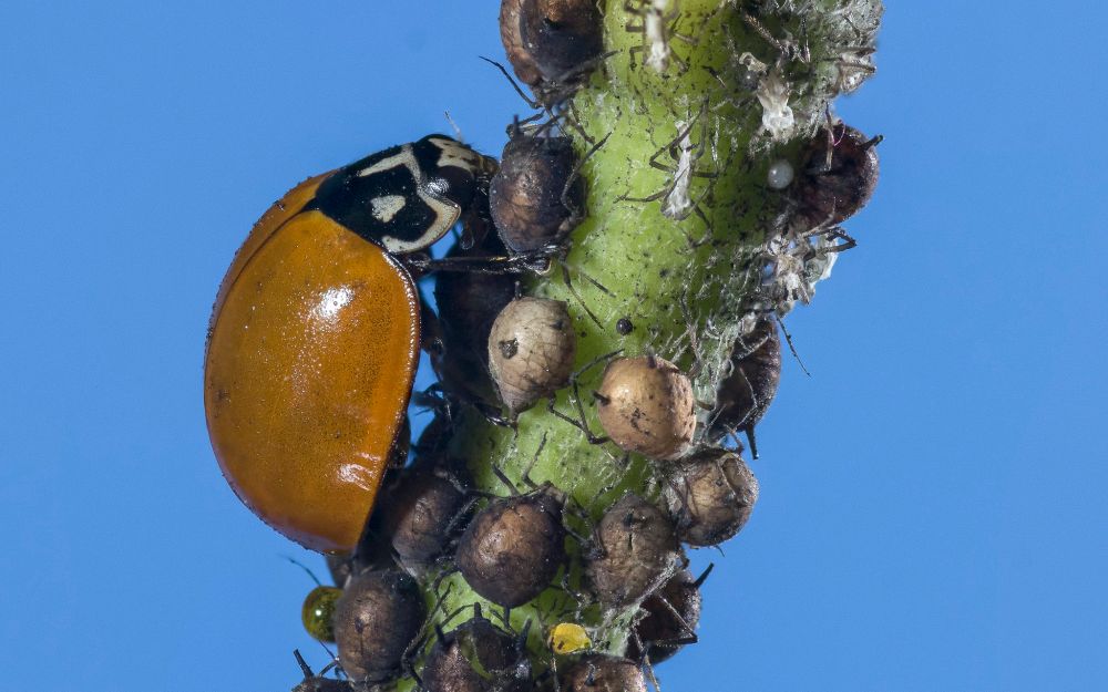 A ladybeetle among parasitized aphids.