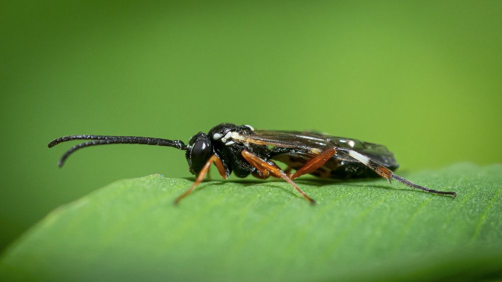 A little was in a green background