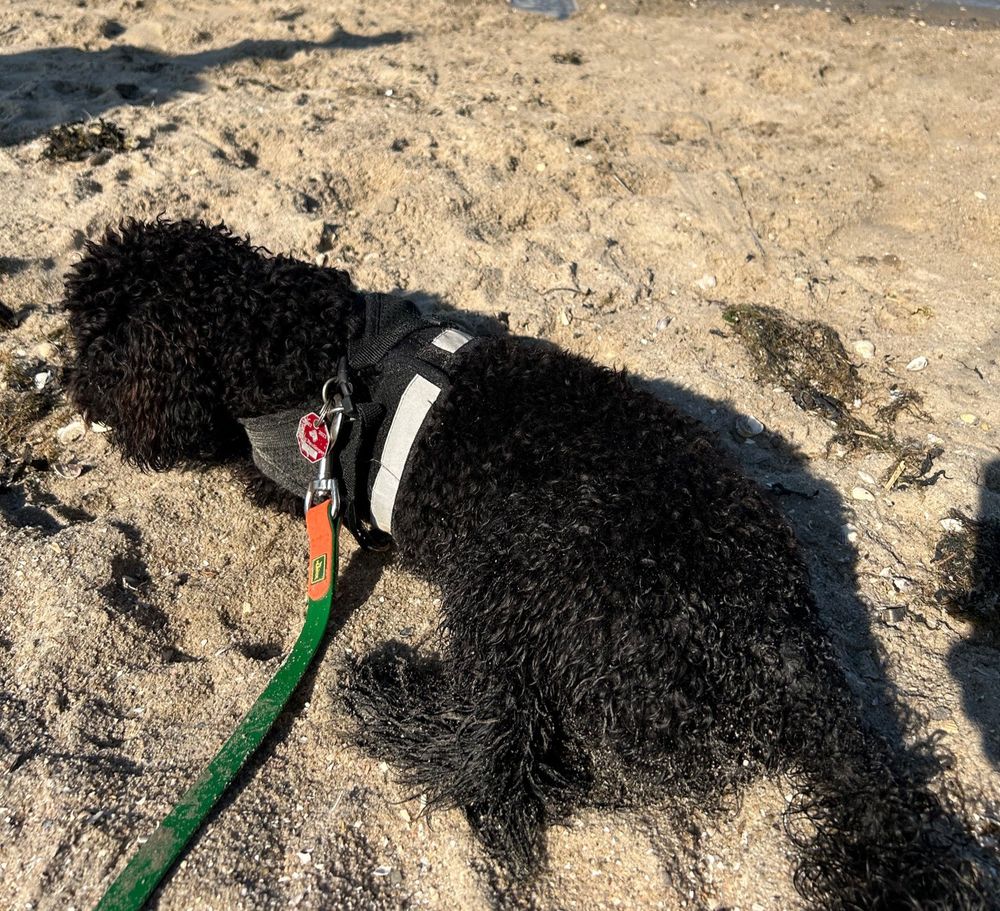 Hund am Strand, buddeln.