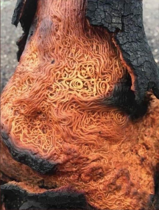 The vascular system of a tree exposed after a fire. It looks like spaghetti spilling out of a burnt marshmallow. It's weirdly beautiful
