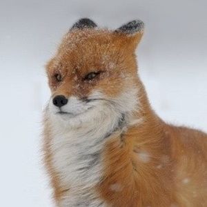 The "it fucken wimdy" fox