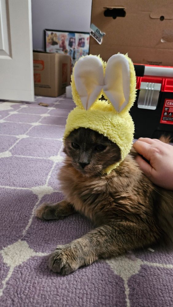 The same cat lounging in her bunny ears on a purple rug