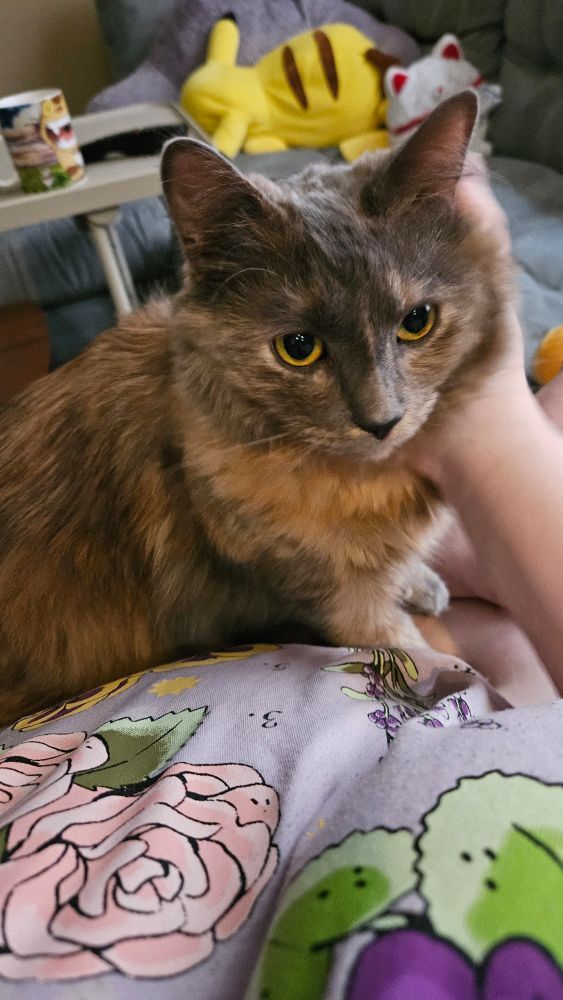 Dilute medium-hair tortoiseshell cat with big yellow eyes sitting on my lap, staring into the middle distance