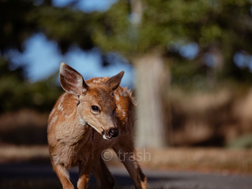 a picture of a young spotted doe turned facing the camera set against a wooded background with very shallow depth of field 

the doe’s mouth is slightly ajar making it appear that it is saying something sassy