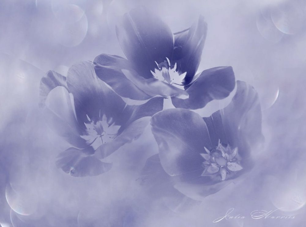 Tulips blended with a photo of bokeh to give a soft blue sparkly dreamy look.
