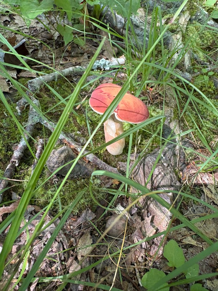 A tan stem and russet capped mushroom on the moss
