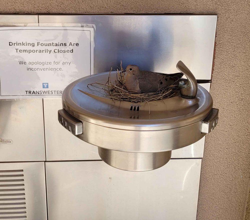 a pigeon sits on a nest made in a drinking fountain 