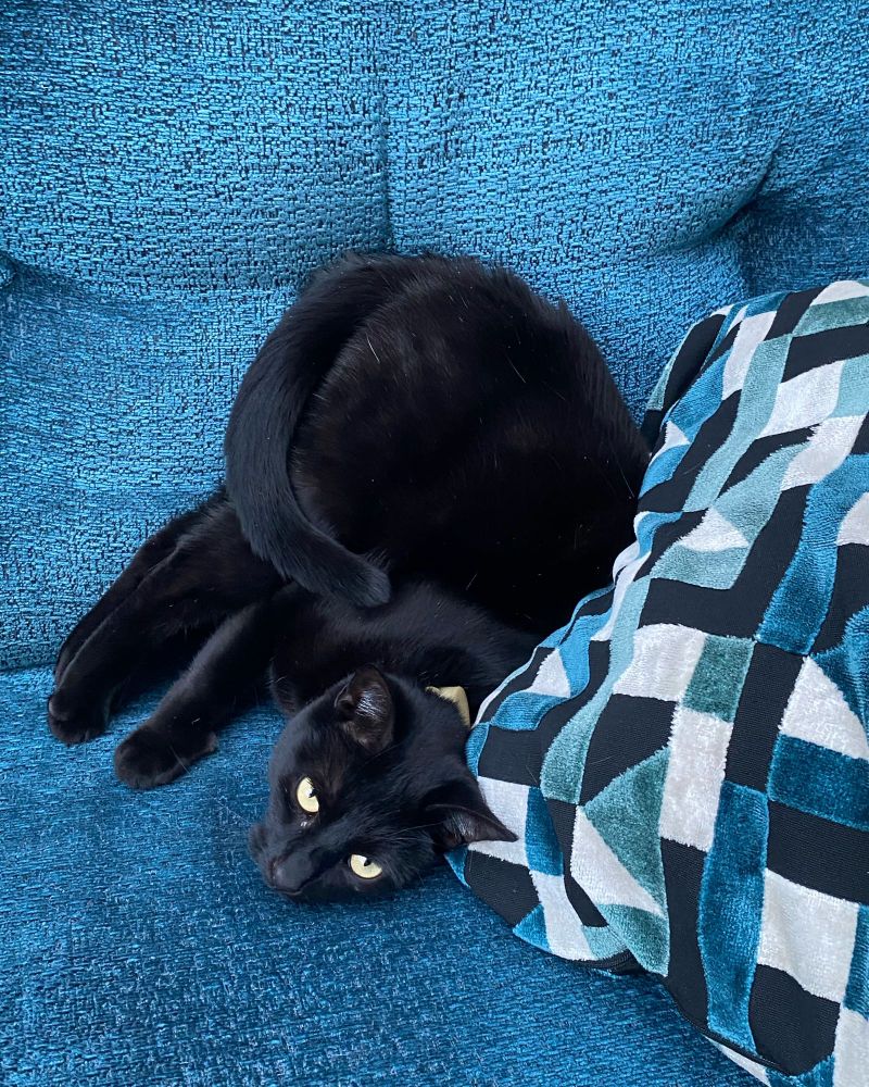Cat upside down on the sofa 