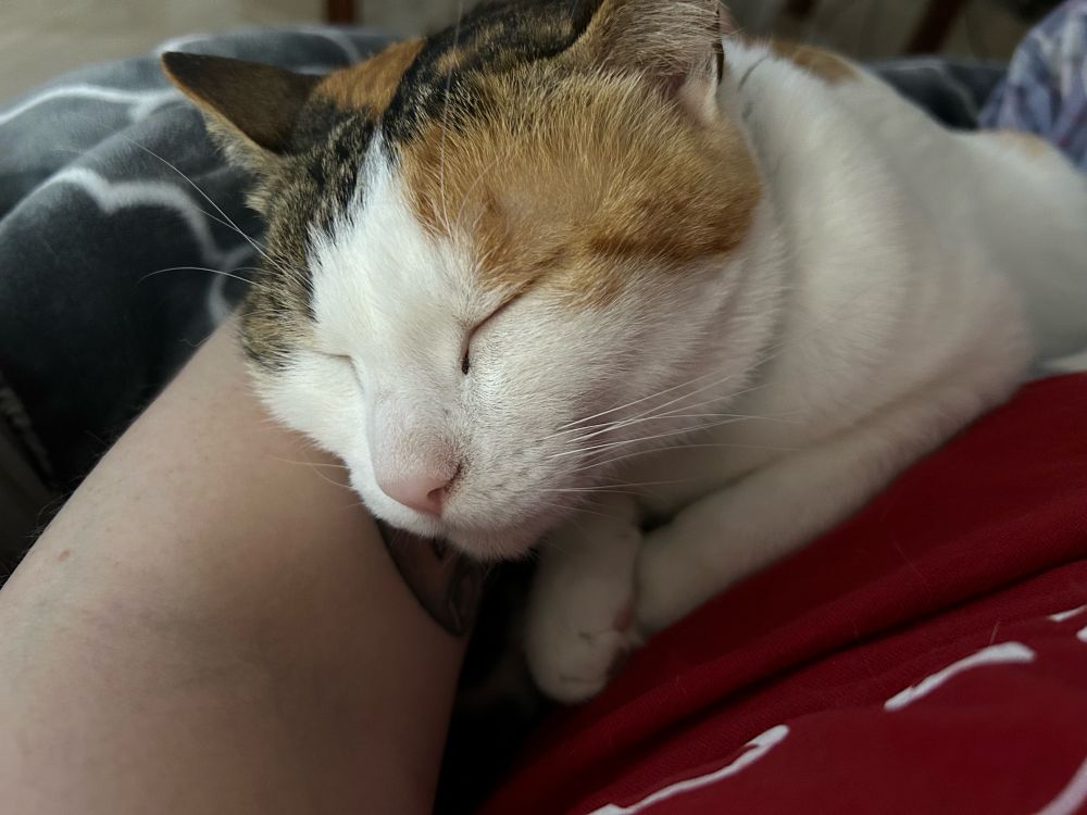 A calico cat named Catra rests in her human mother’s arms, taking a quick nap before resuming mischief. 