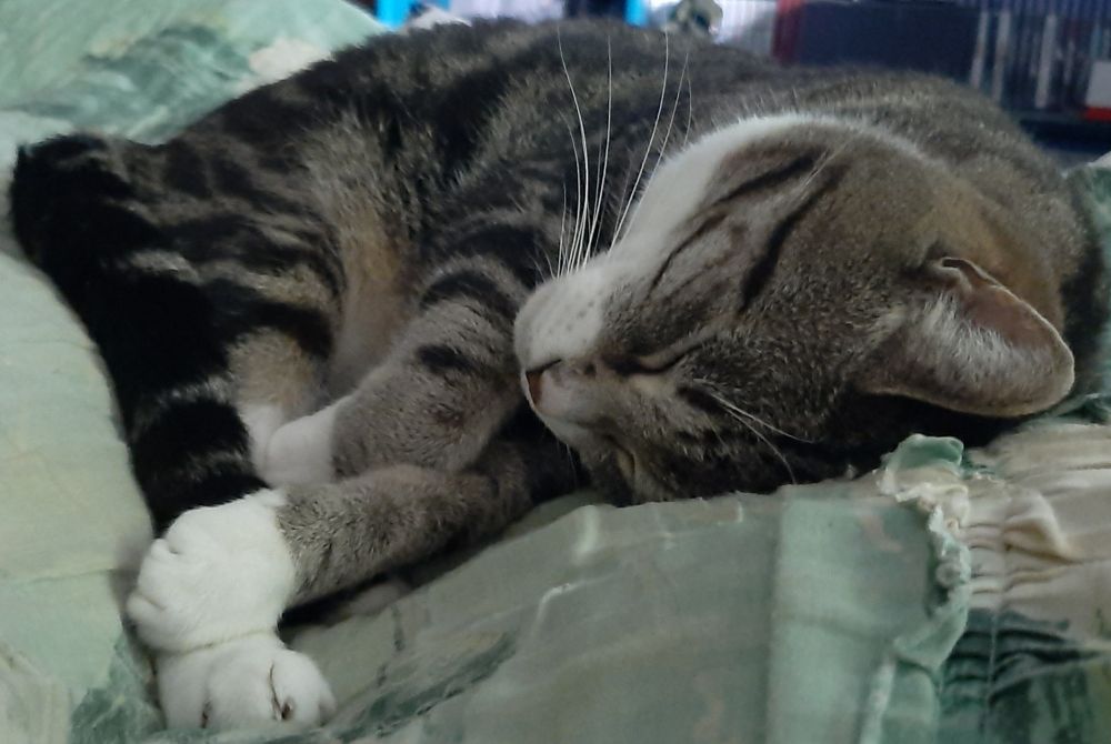 Leo just enjoying being next to me. After the heatwave he could enjoy my....I mean his bed again 