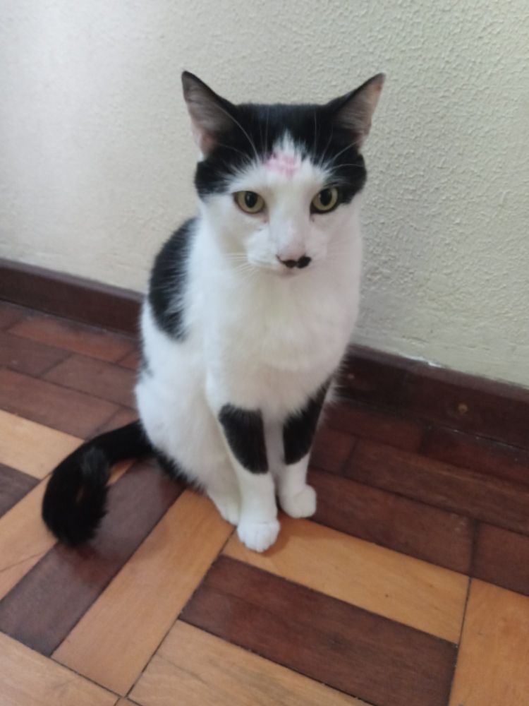 Tobias, gato branco e preto, magrelo do pelo curto, sentadinho no chão. Na testa tem uma mancha rosada, pq ganhou um beijo.