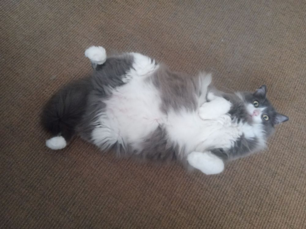 Gato Lionel, muito grande e peludo, cinza e branco, está de barriga pra cima num tapete de cizal.