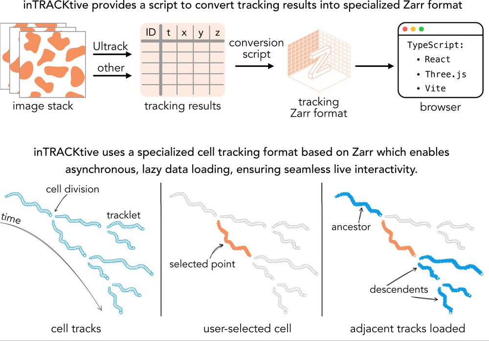 inTRACKtive uses a specialized Zarr format to save the cell tracking data. This format allows for fast asynchronous lazy loading. 
