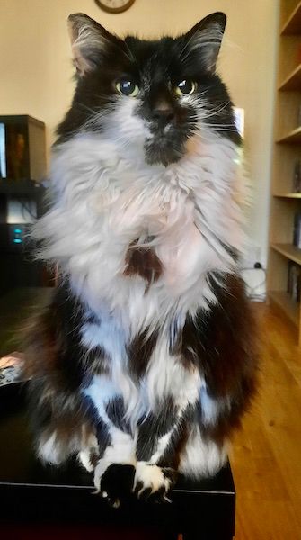 Large black and white cat.