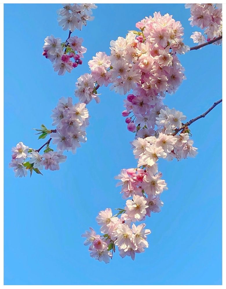 A simple picture of pale pink blossom on hanging branches, taken from below so they stand out against a beautiful blue cloudless sky