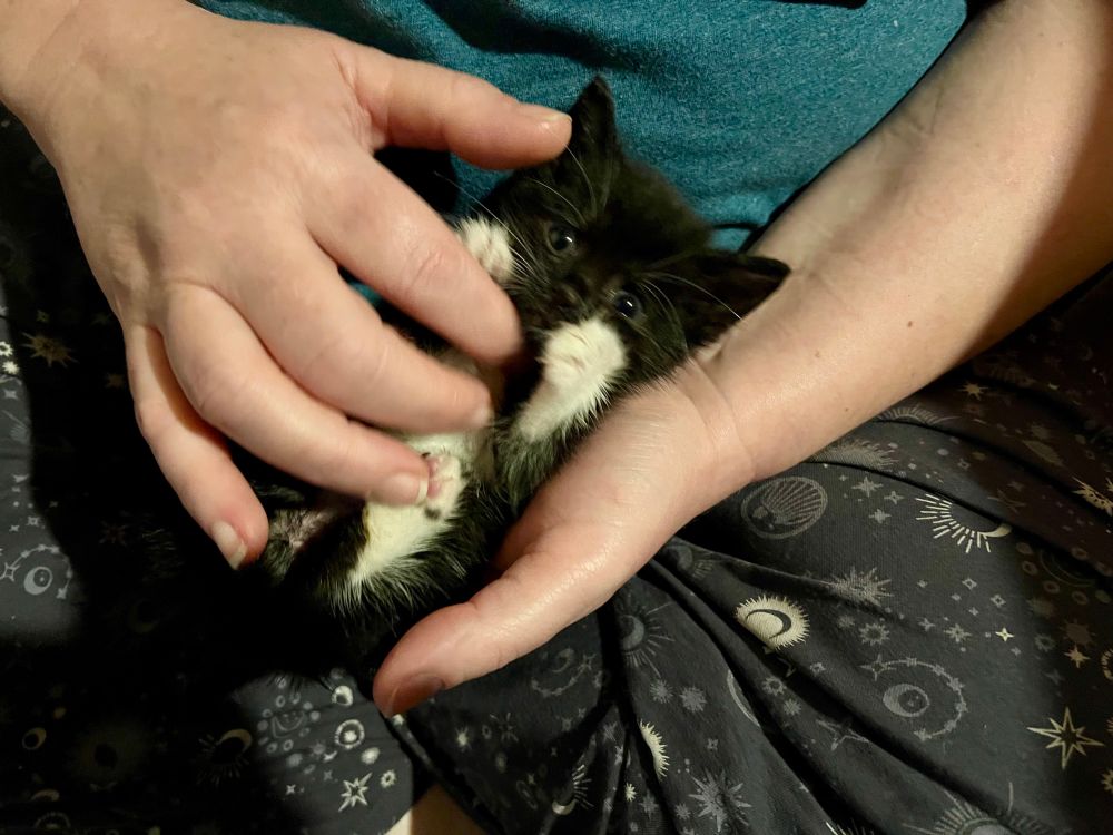 A tiny black and white kitten lies face up in a pair of human hands 