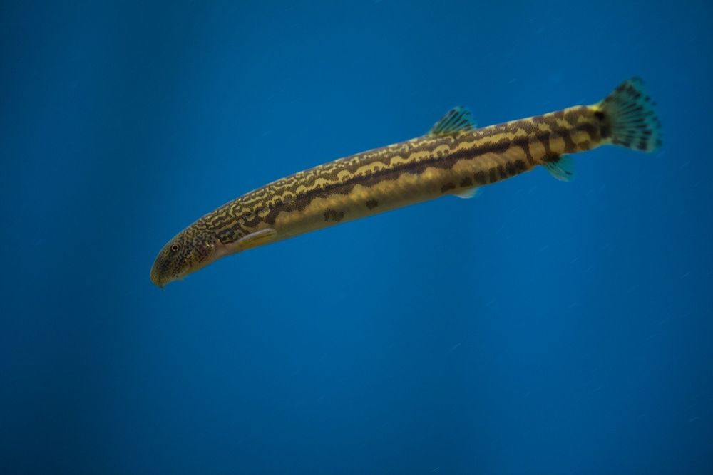 アジメドジョウ