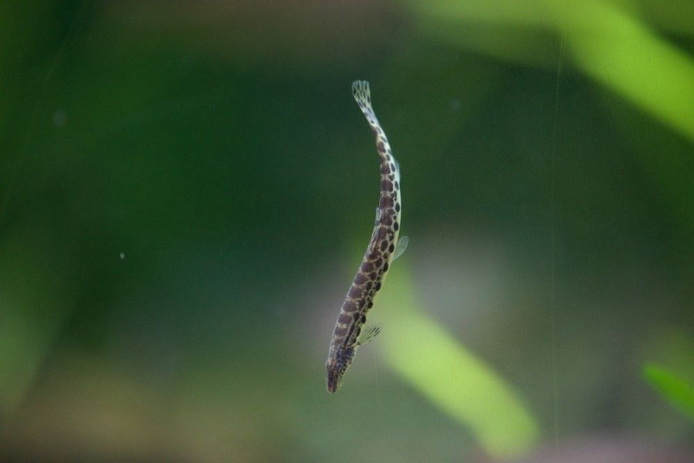 トウカイコガタスジシマドジョウ