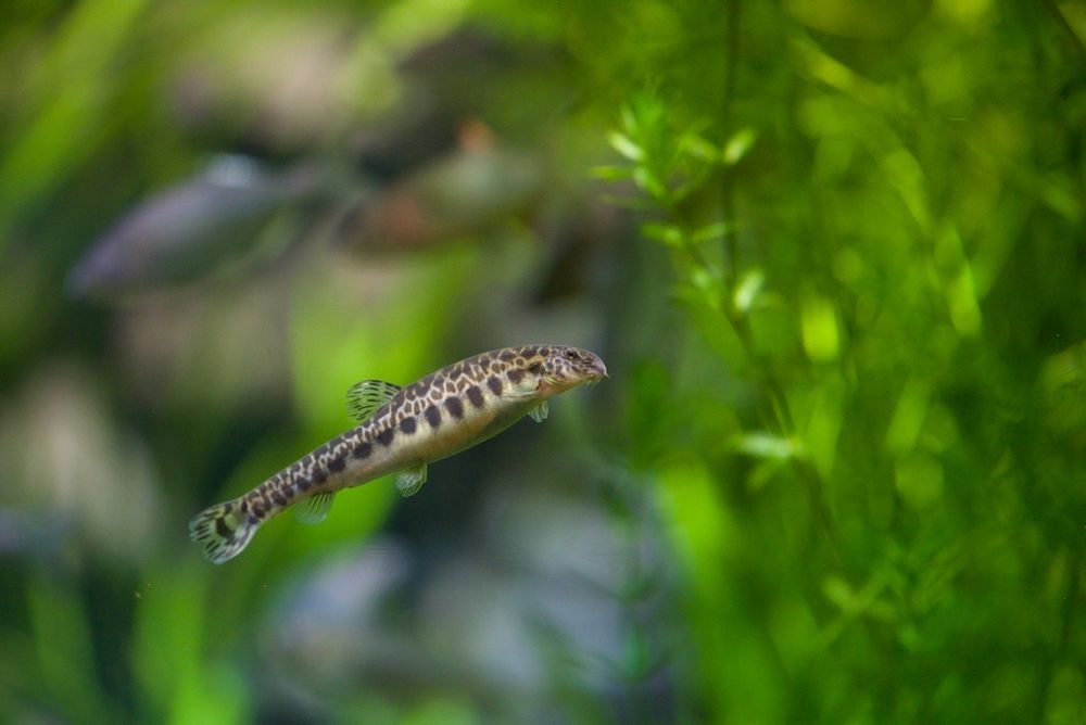 トウカイコガタスジシマドジョウ