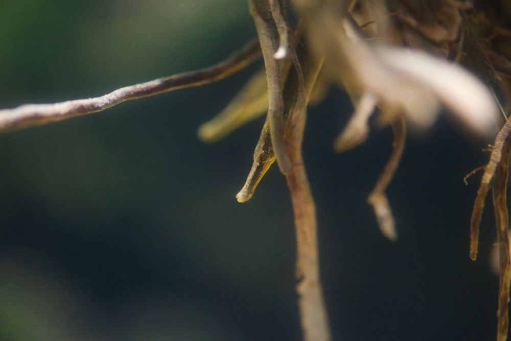 ガンテンイシヨウジ