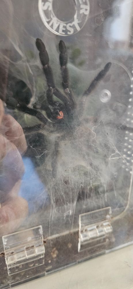 she has what looks like an orange smiley face on her mouth