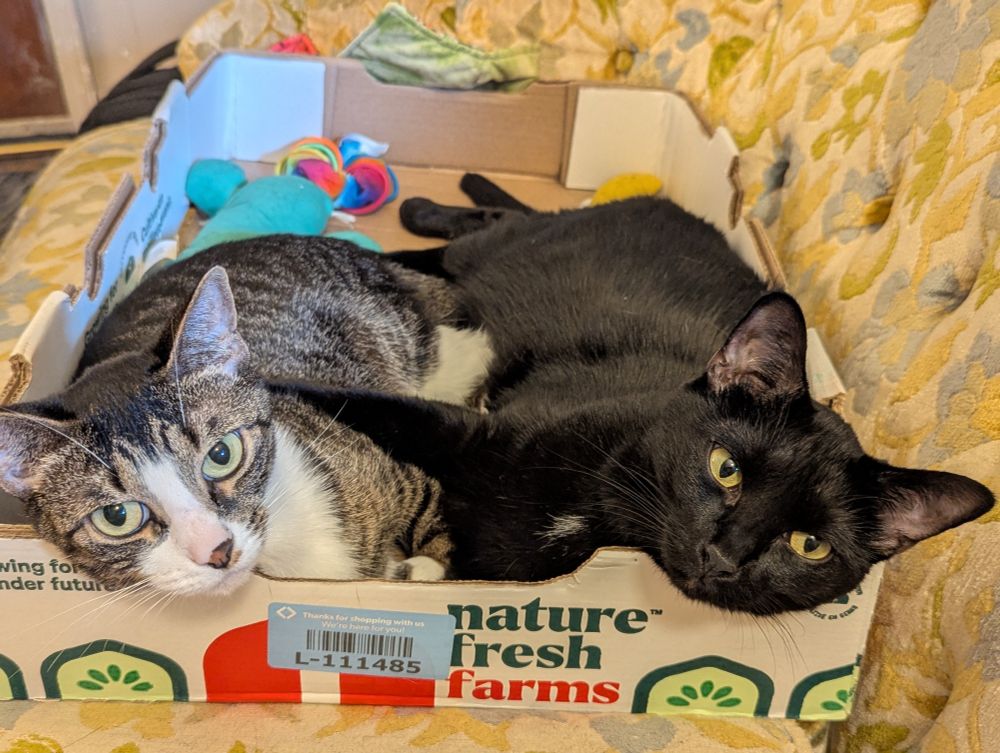 Two cats laying together in a large flat cardboard produce box from Sam's on a yellow floral couch. They are laying belly to belly with their legs intertwined. The larger nearly solid black cat on the right has her front leg draped over the shoulder of a smaller grey & white tabby. Their chins are draped over the edge of the box making eye contact with the camera