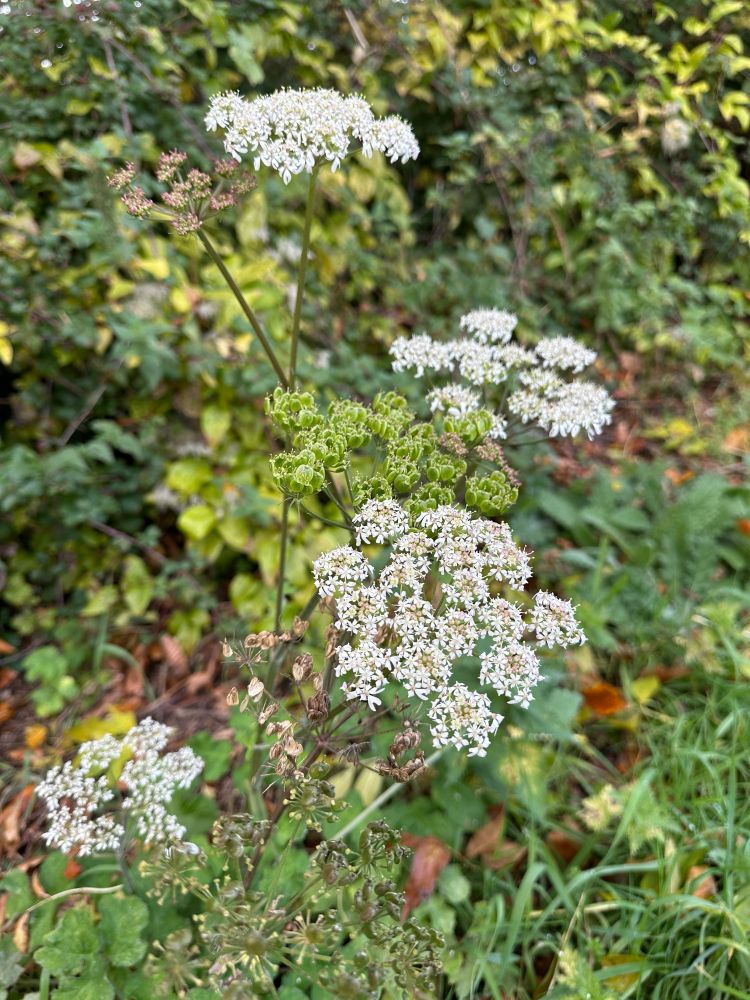 Not sure if this is wild carrot but it’s still in flower - some of the flower heads are green seeds & the rest are dried seedheads, all on the same plant. Once the seeds have abandoned the plant, what’s left tends to look like a firework