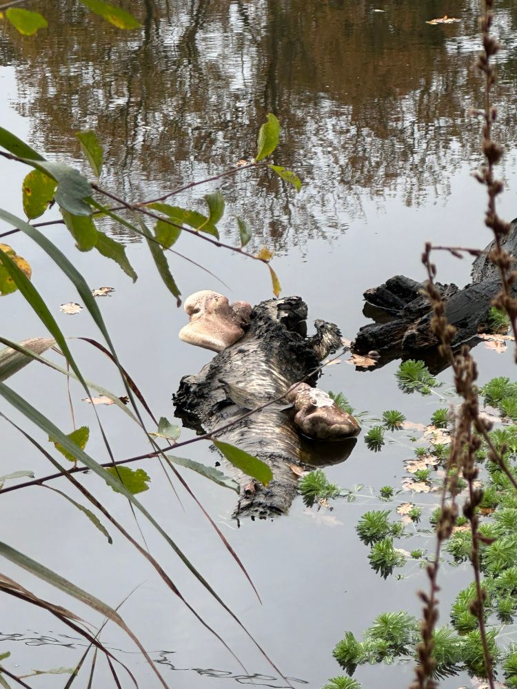 At first glance you’d be thinking it’s just a log floating in the murky water, what’s interesting about that you think but look closer. Now zoom in a bit more… there’s some very large fungi on both sides of the log. 