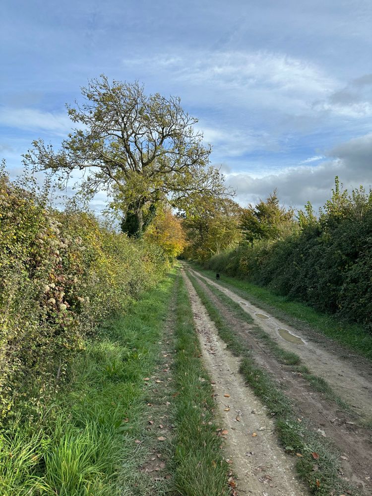 A trackway surrounded both sides by hedgerows & trees wearing their autumn colours. If you squint, you can see a black blob running off into the distance. That black blob is my idiot spaniel 