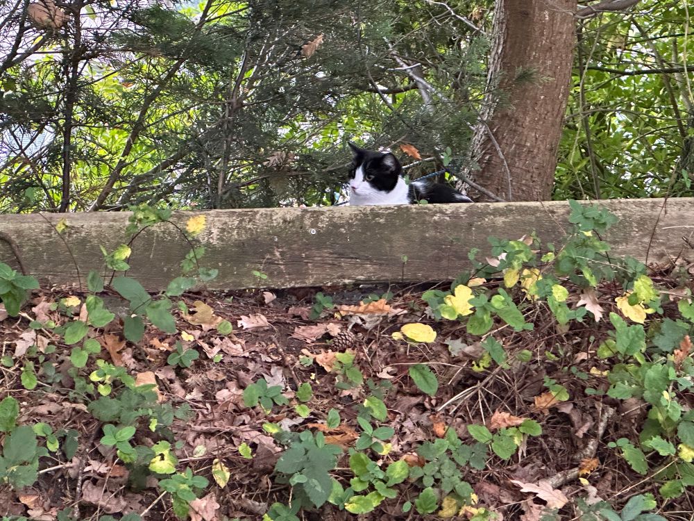 When out on a dog walk, there’s always someone watching your progress. Hiding behind a wooden kickboard that defines the boundary of someone’s back garden is a black & white cat, making sure they’re not spotted by my idiot spaniel (not pictured)