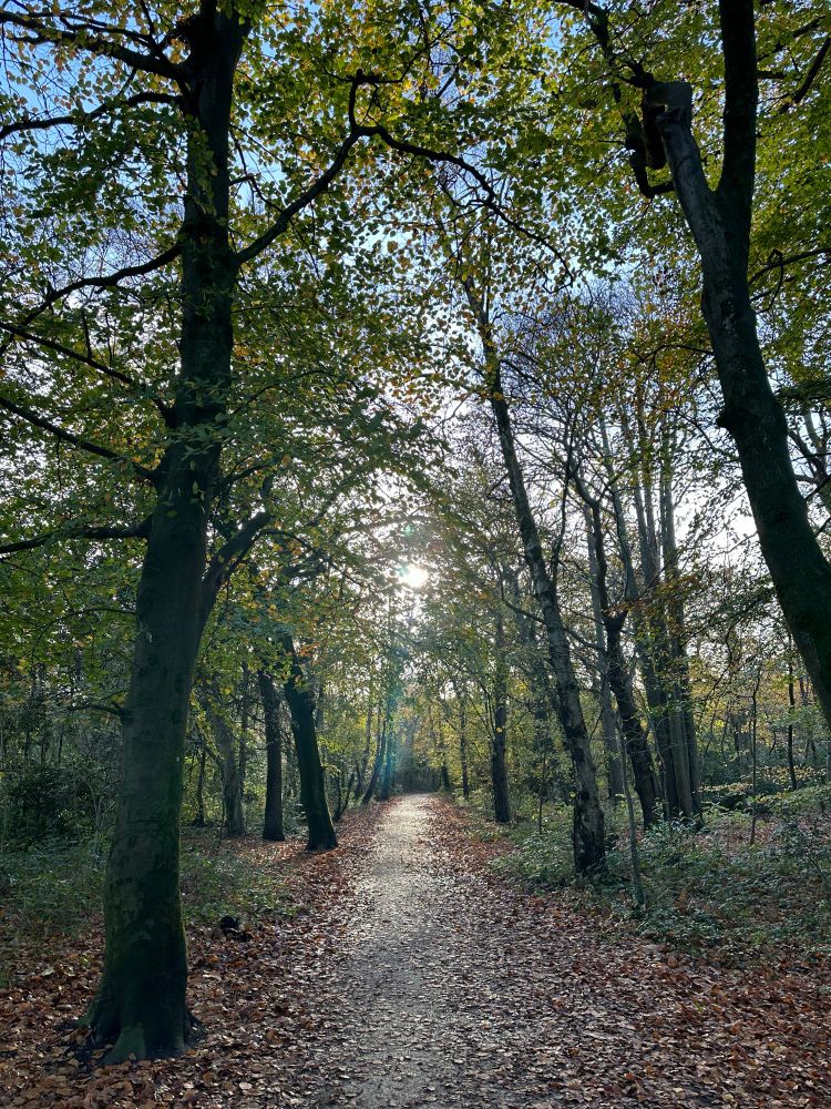 The late afternoon watery sun is shining through what’s left of the leaves on the trees, mostly silver birch & various types of chestnuts & oak. A footpath leads the eye straight through the middle of the photo