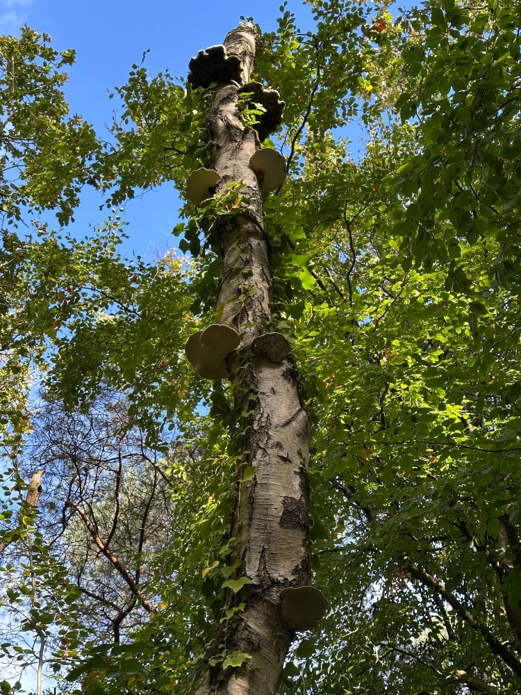 Lots of fungi growing up a decaying tree trunk against a backdrop of green leaves & blue sky. Ivy is also growing up the trunk. I’ve no idea what the fungi are called