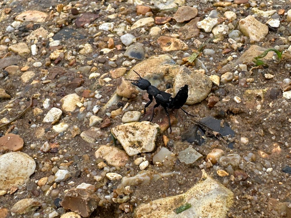 A devil’s coach horse beetle waving its arse around like a scorpion