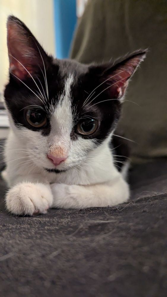 A six month old black and white kitten looks directly into the camera. 