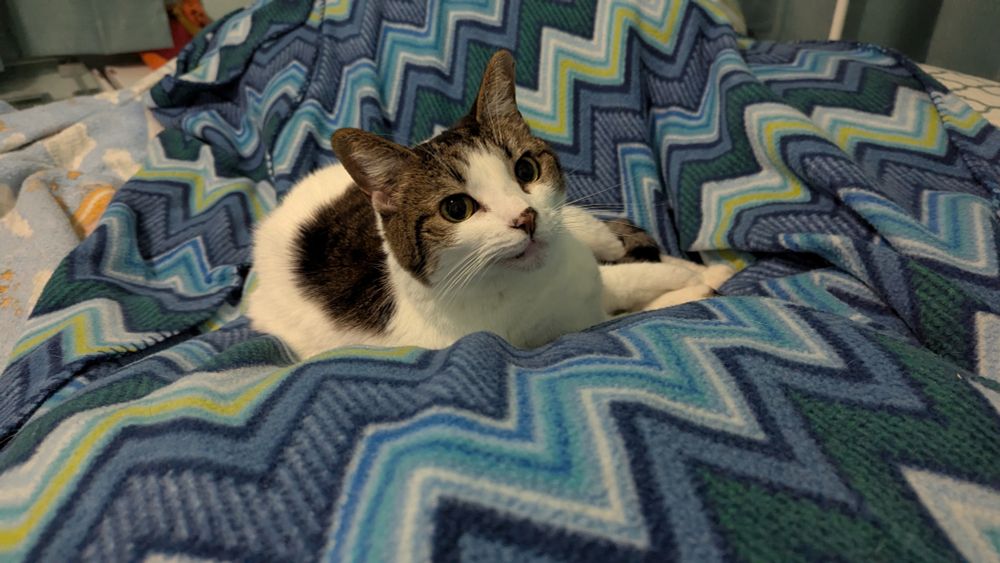 A mostly white cat with a brown tabby hat lounges on a rumpled bed
