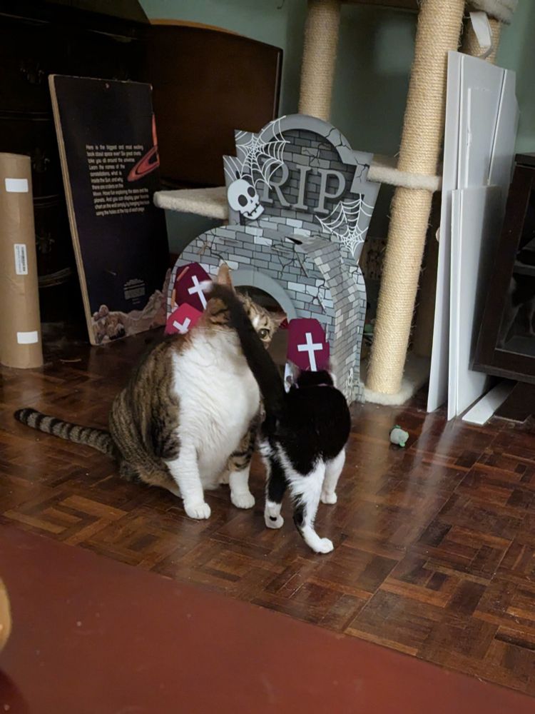 A black and white kitten walks very closely past a fat brown tabby. The adult cat is sniffing the kitten's tail. 