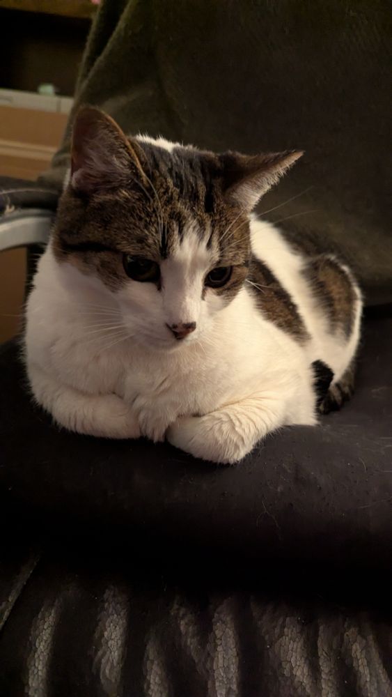 A white cat with a tabby hat