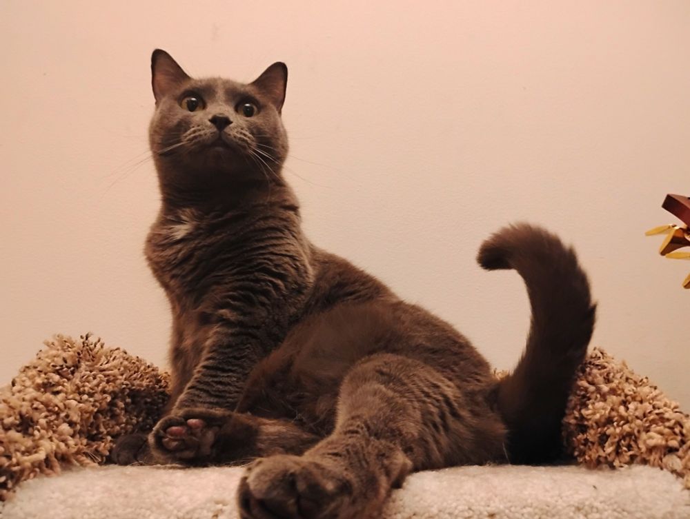 a gray cat sits partially upright atop a cat tree, with her tail curled in the air and one of her rear paws extended toward the camera