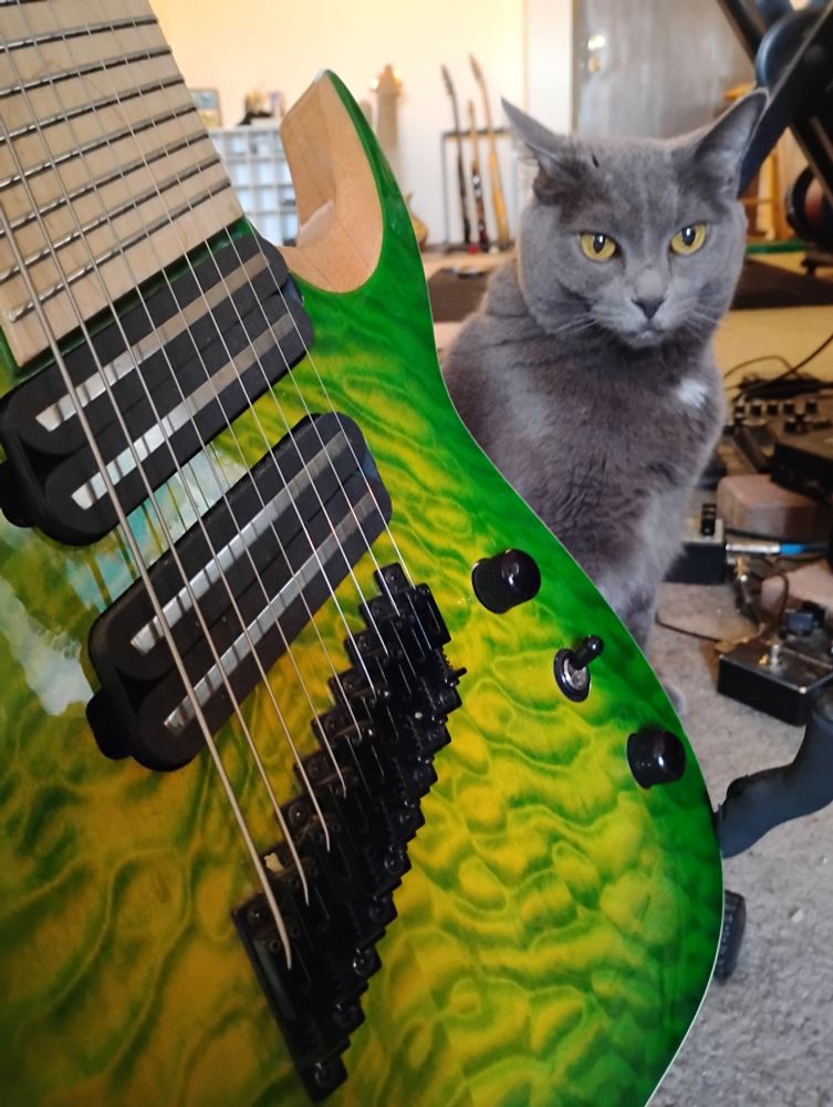 a gray cat peeks out from behind a 9 string guitar; various musical equipment is visible in the background