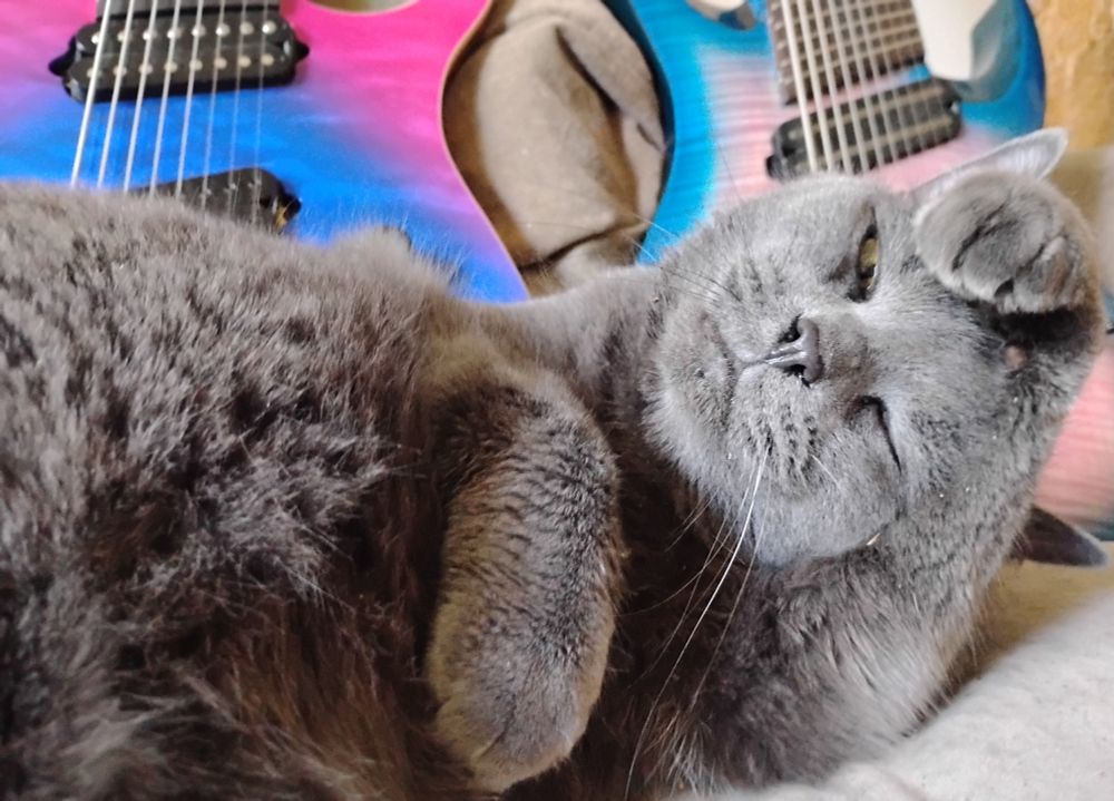 a gray cat relaxes on her side, scratching her head with one paw; electric guitars are visible in the background